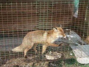 В Севастополе в частном зоопарке погибают животные