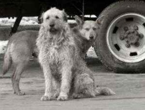 На рынках Севастополя будут ловить бродячих собак
