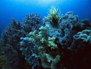 Ученые выпустили в Севастополе уникальный Атлас морских растений