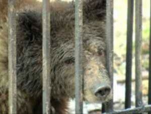 В Севастополе у пенсионера изъяли лисицу и медведя
