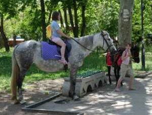 В Севастополе наездница на лошади сбила подростка 