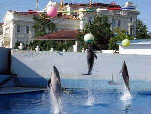 Севастопольский дельфинарий в Артбухте открыл сезон 2011