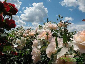 Десять тысяч саженцев роз для Севастополя