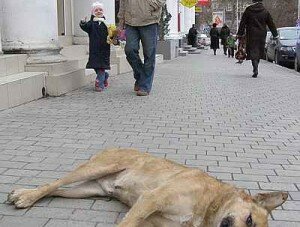 В Севастополе рынки могут обязать осуществлять отлов бродячих животных: экологи опасаются массовых убийств