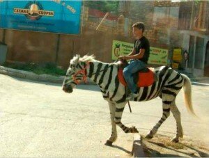 В Севастополе задержали лошадь, перекрашенную в зебру