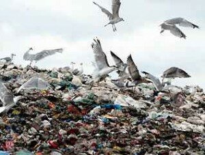 УКС Севастополя не освоил деньги, выделенные на строительство полигона ТБО