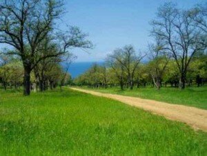 Горсовет Севастополя потребовал не застраивать парк Учкуевка