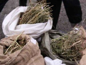 Глава садового товарищества из Севастополя сдал милиции сборщика маковой соломки