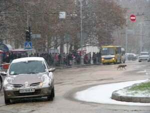 Как вести себя пешеходам и водителям в гололёд?